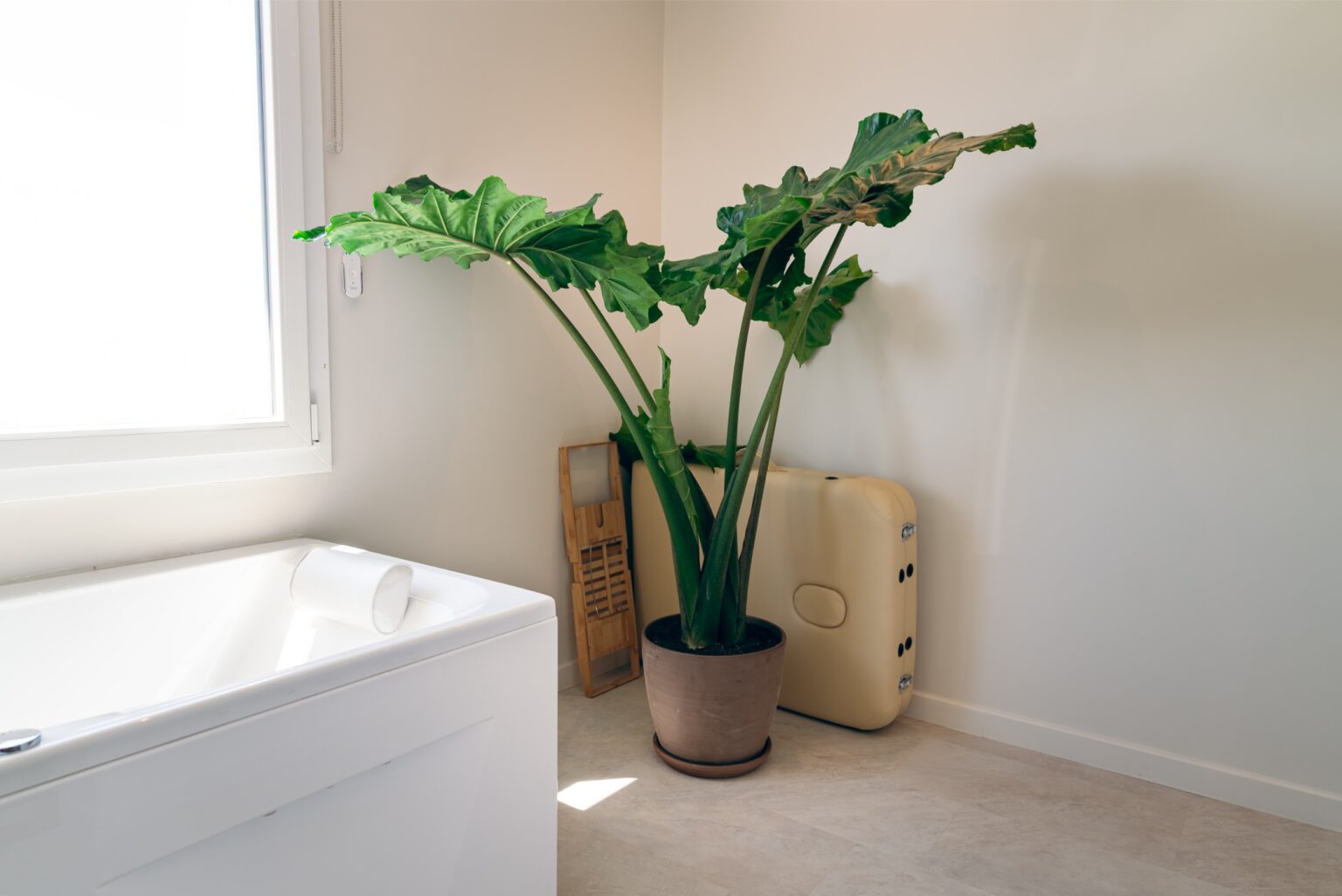 bali-room-appart-hotel-ferte-gaucher-location-saisonniere-airbnb-meuble-dsc02769-hdr